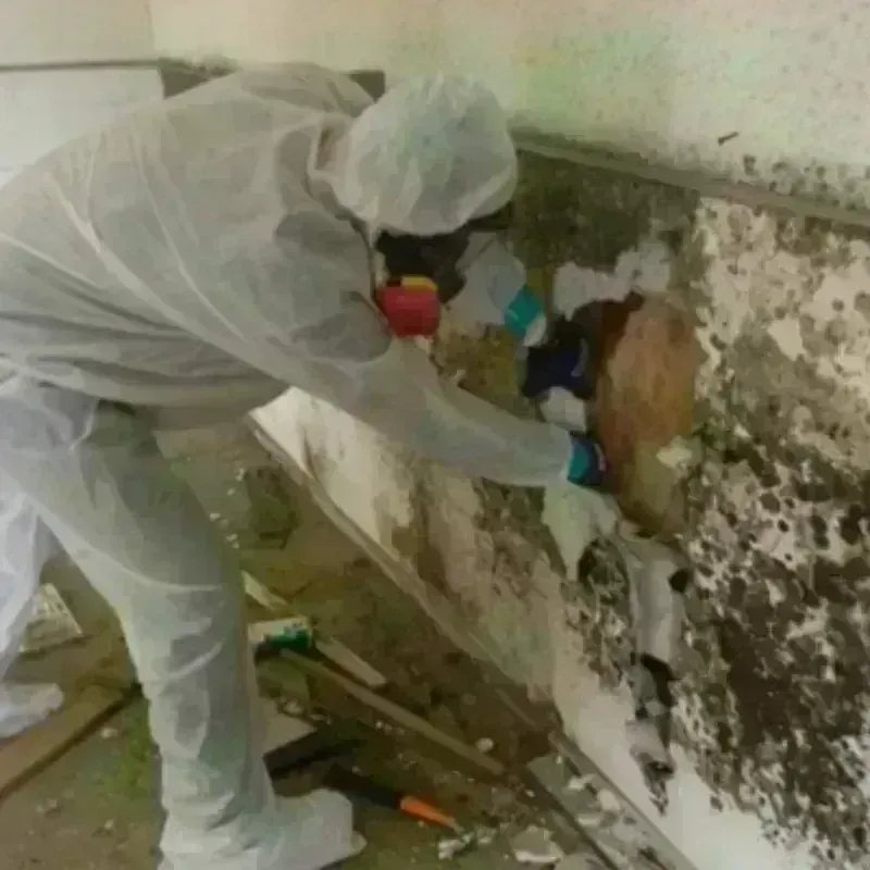 Mold Remediation and Removal in Town Creek, AL